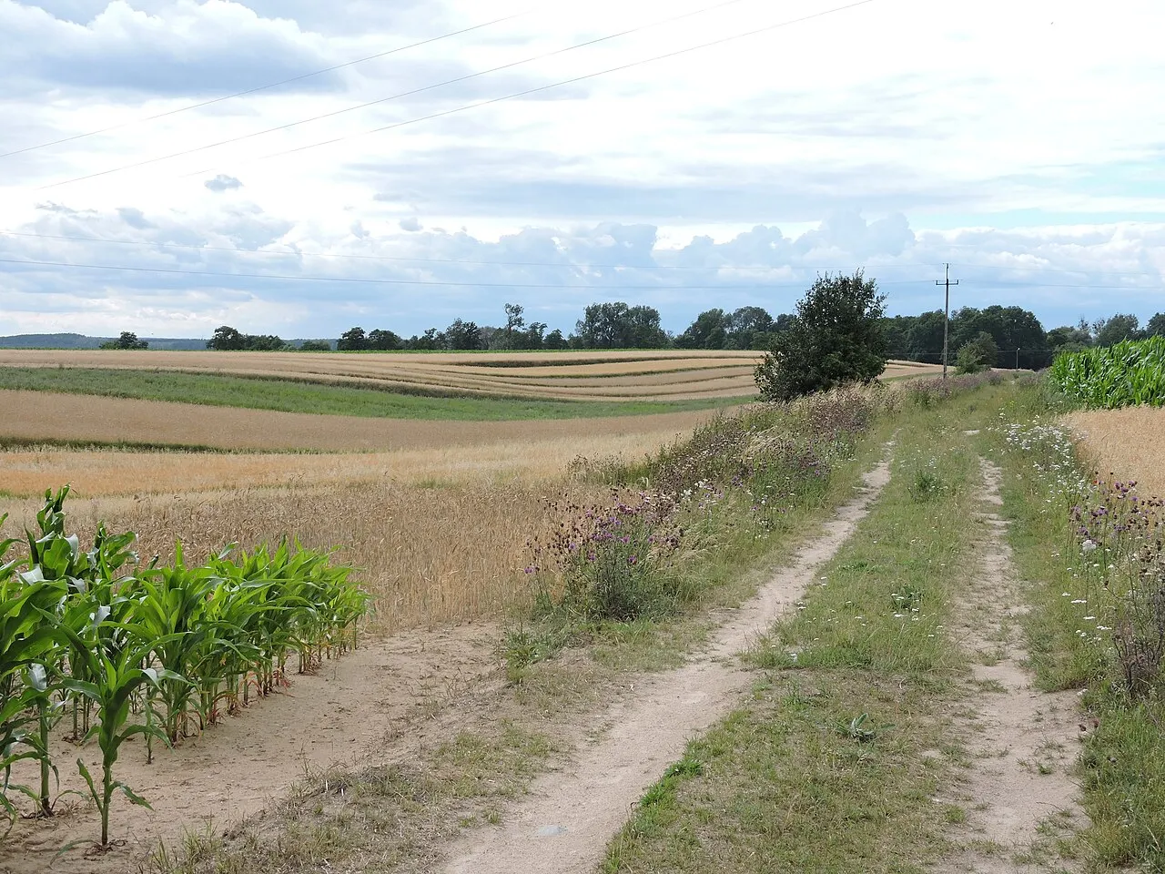 Droga powiatowa 3213P pomiędzy miejscowością Kramsk-Pole, a Kramsk-Łazy (9 lipca 2016)