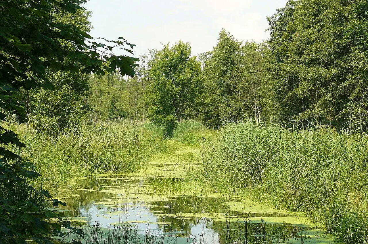 Rezerwat Olszyny Niezgodzkie i jego otoczenie.